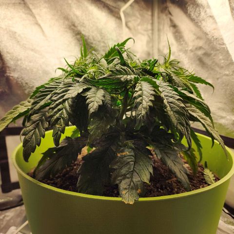 Yoko growlog photo: Coming into the new year strong!