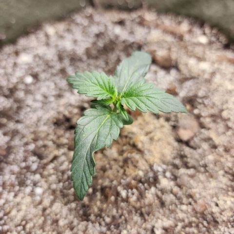 Marceline growlog timeline photo