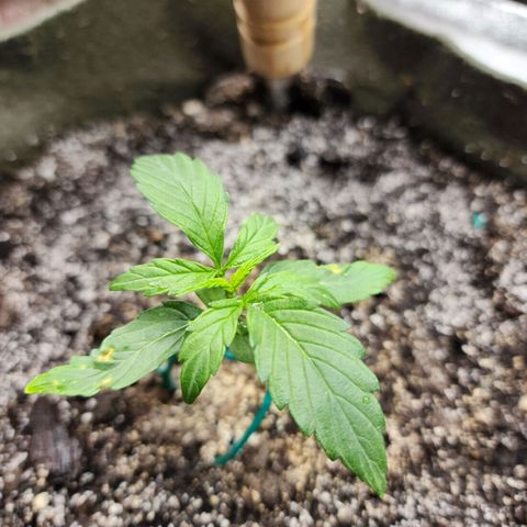 Cassiopeia growlog timeline photo