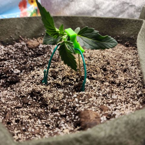 Marceline growlog photo: Trying some lst to motivate growth