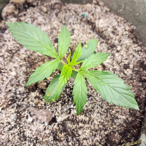Cassiopeia growlog timeline photo
