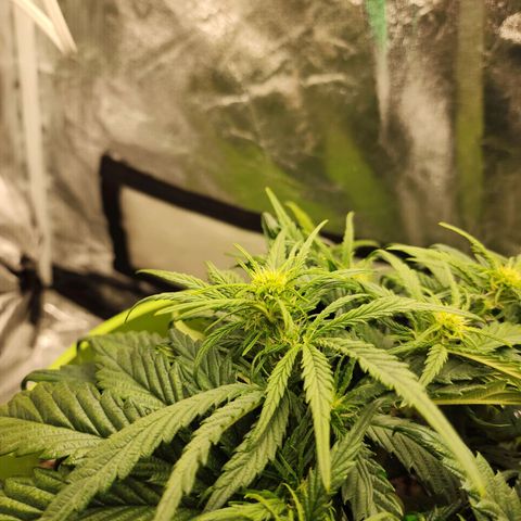 Yoko growlog timeline photo