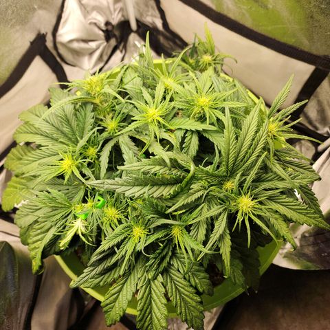 Yoko growlog timeline photo
