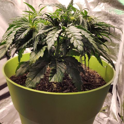 Yoko growlog timeline photo