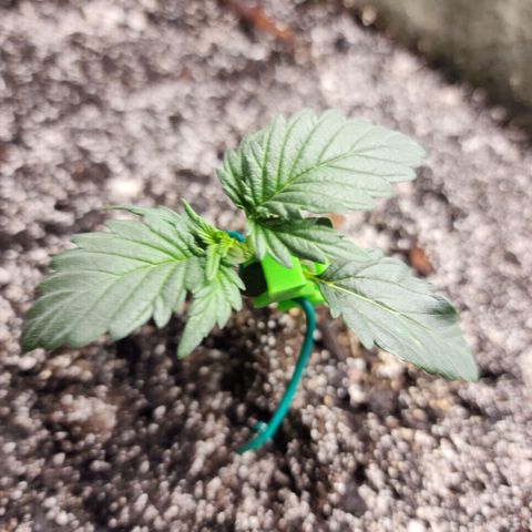 Marceline growlog timeline photo