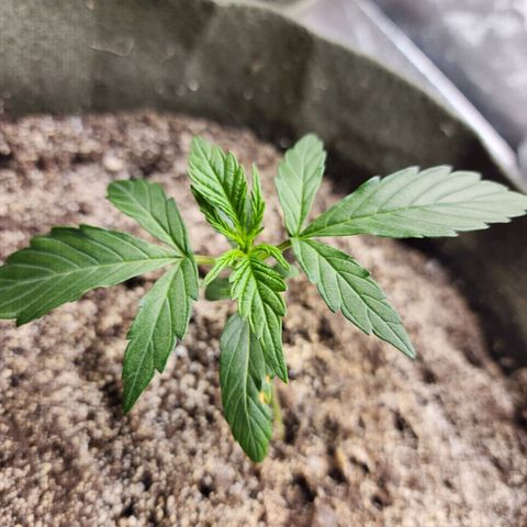 Cassiopeia growlog timeline photo
