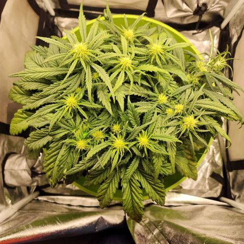 Yoko growlog timeline photo