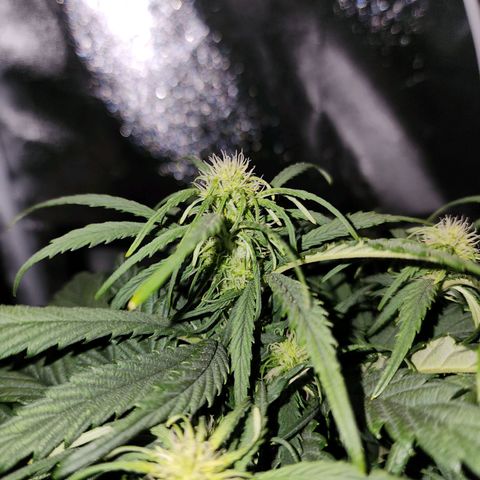 Yoko growlog timeline photo