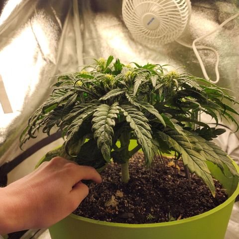 Yoko growlog timeline photo
