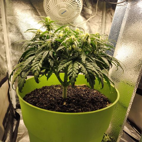 Yoko growlog timeline photo
