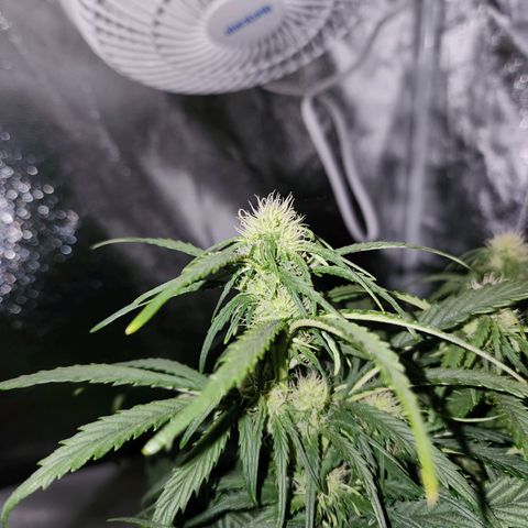 Yoko growlog timeline photo