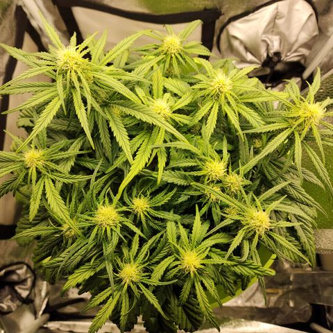 Yoko growlog timeline photo
