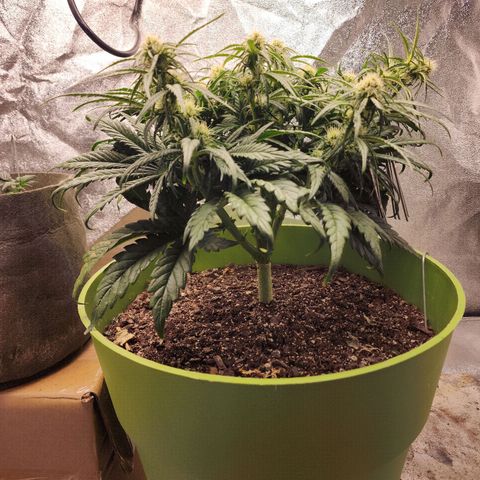 Yoko growlog photo: Weighed down her tallest cola a bit, hoping to encourage growth in other areas too 