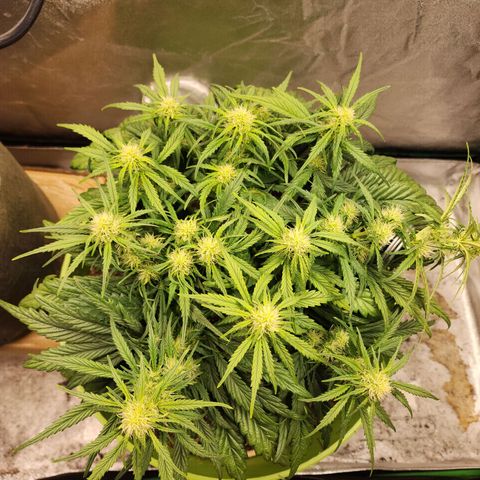 Yoko growlog photo: Weighed down her tallest cola a bit, hoping to encourage growth in other areas too 