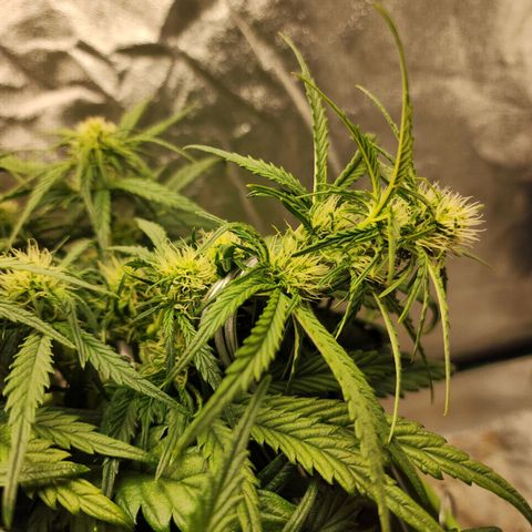 Yoko growlog photo: Weighed down her tallest cola a bit, hoping to encourage growth in other areas too 