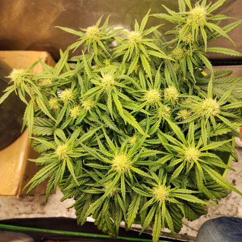 Yoko growlog timeline photo