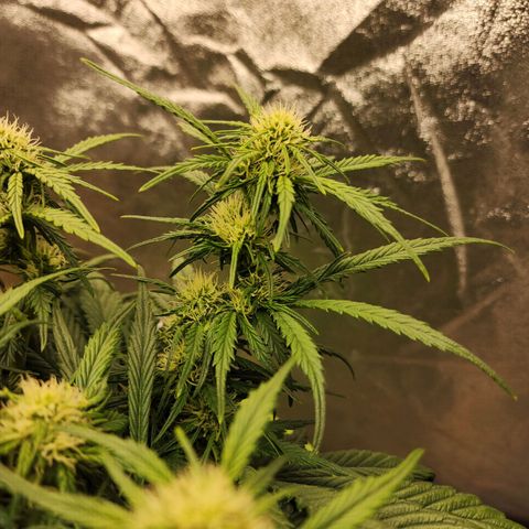 Yoko growlog timeline photo