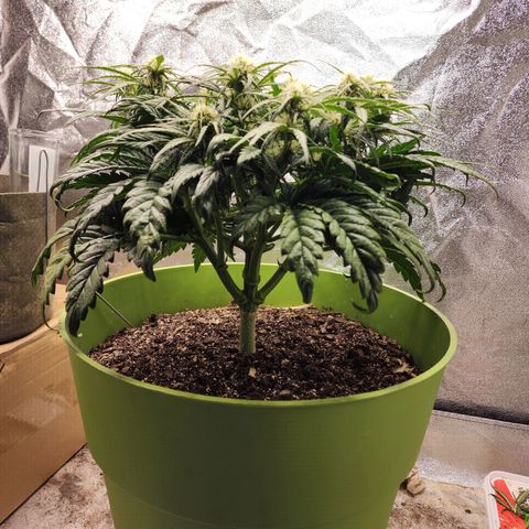 Yoko growlog timeline photo
