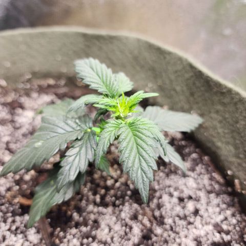 Marceline growlog photo: She's gonna be small