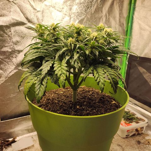Yoko growlog timeline photo