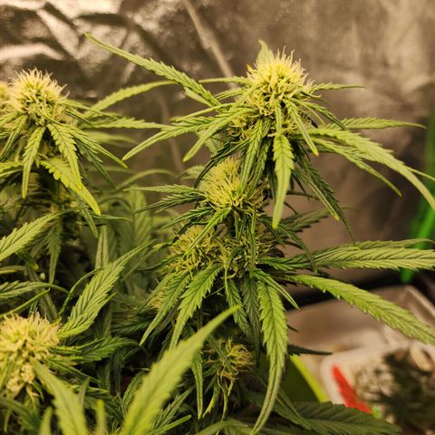 Yoko growlog timeline photo