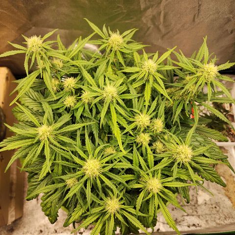 Yoko growlog timeline photo