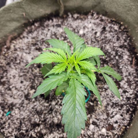 Cassiopeia growlog photo: She's taking her sweet time to grow. 