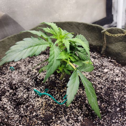 Cassiopeia growlog photo: She's taking her sweet time to grow. 