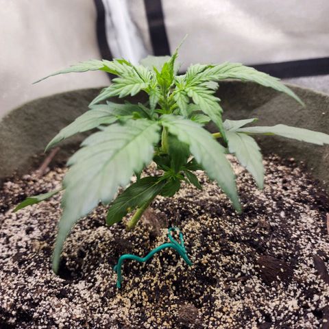 Cassiopeia growlog timeline photo