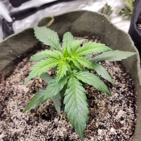 Cassiopeia growlog timeline photo