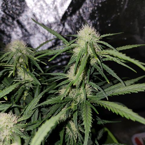 Yoko growlog timeline photo
