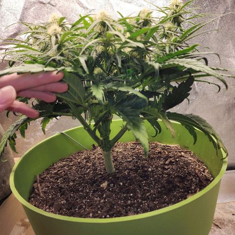 Yoko growlog timeline photo