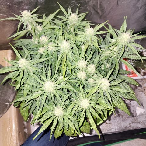 Yoko growlog timeline photo