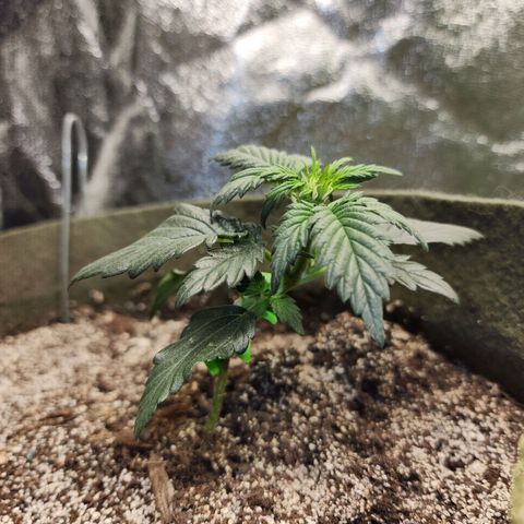 Marceline growlog timeline photo