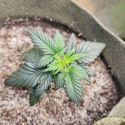 Marceline growlog timeline photo