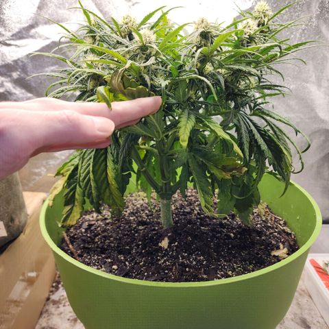 Yoko growlog timeline photo