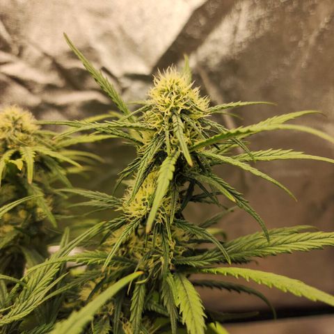 Yoko growlog timeline photo