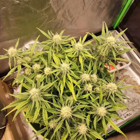 Yoko growlog timeline photo