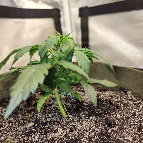 Cassiopeia growlog timeline photo