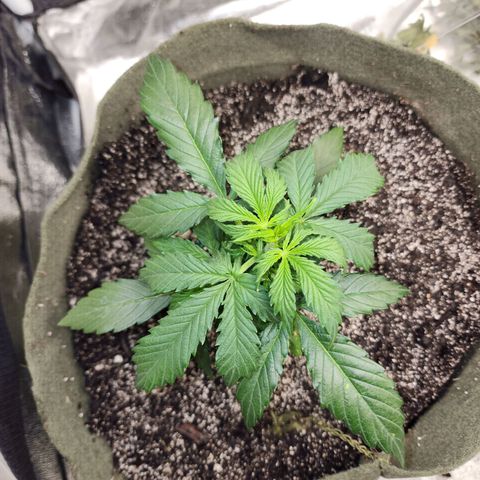 Cassiopeia growlog timeline photo