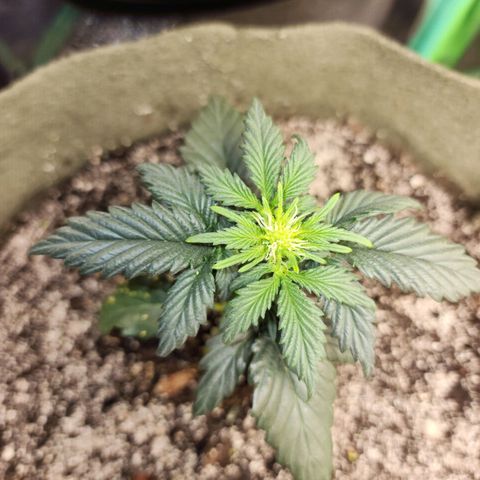 Marceline growlog timeline photo