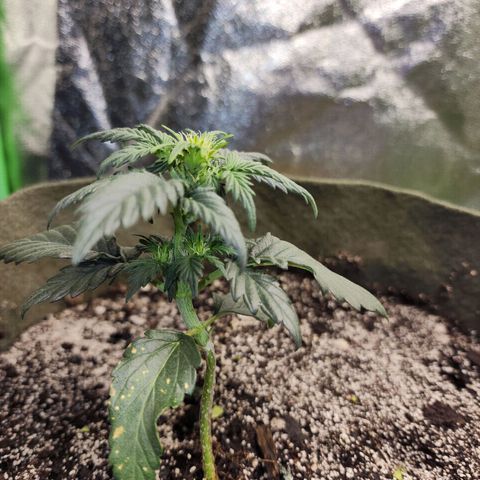 Marceline growlog timeline photo