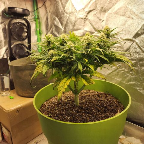 Yoko growlog timeline photo