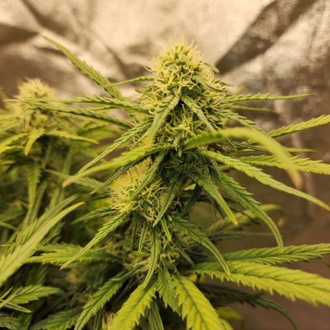 Yoko growlog timeline photo