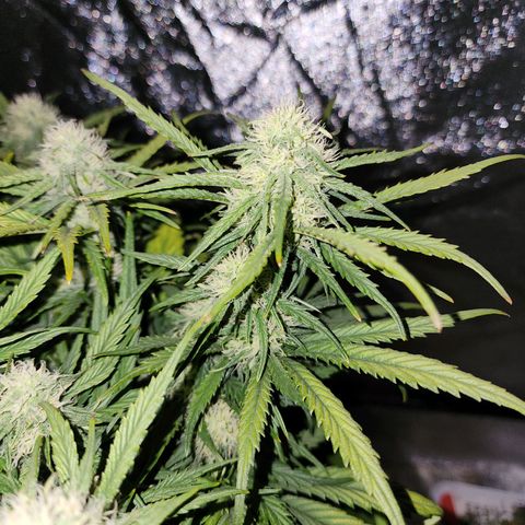 Yoko growlog timeline photo