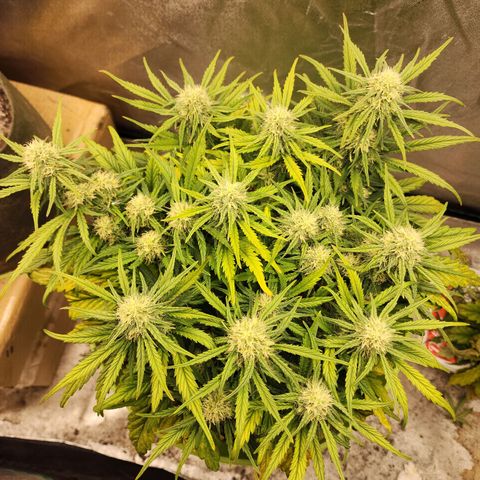 Yoko growlog timeline photo