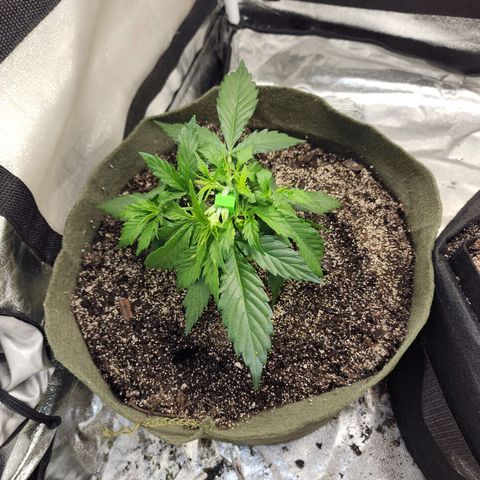 Cassiopeia growlog timeline photo