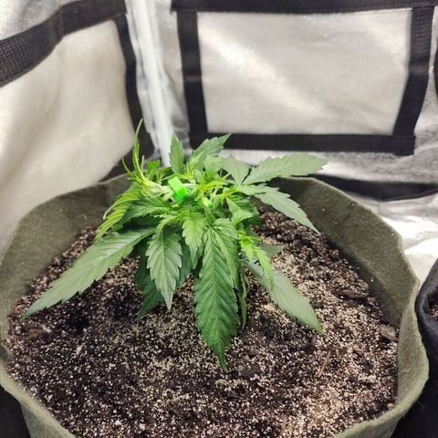Cassiopeia growlog timeline photo