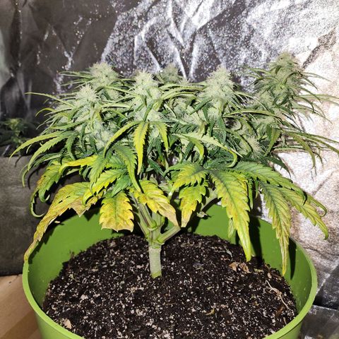 Yoko growlog timeline photo