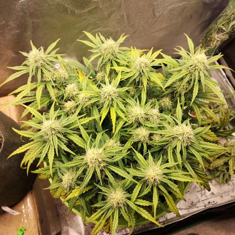 Yoko growlog timeline photo